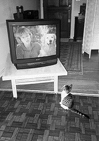 [Tibby watches TV]