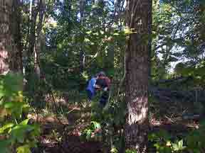 cemetery clearing