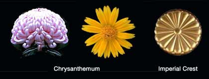 [cChrysanthemum]