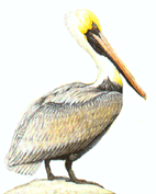 [Brown pelican]